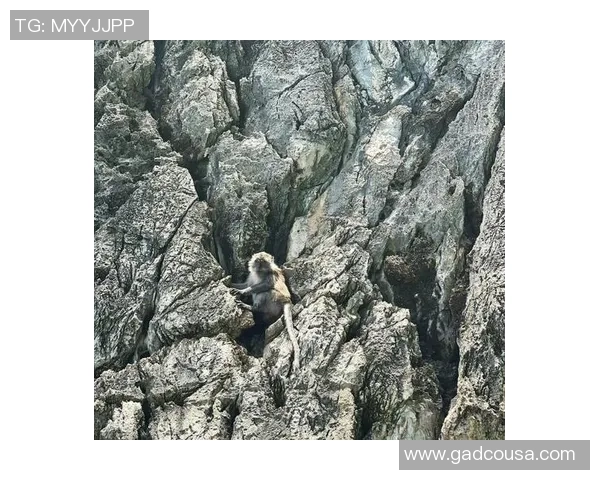 从零开始：攀岩团队协作完全攻略